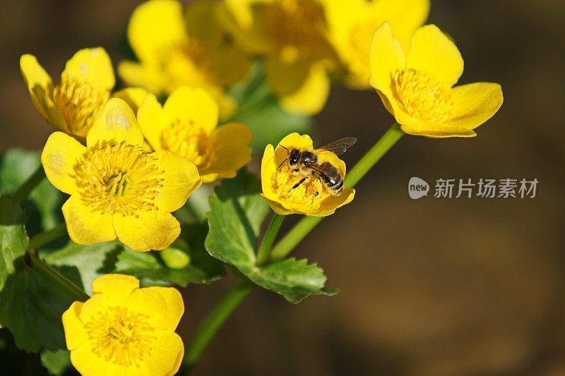 Caltha palustris / Sumpf-Dotterblume和蜜蜂。慕尼黑,巴伐利亚。